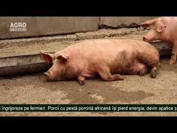Cum Arată Un Porc Bolnav De Pestă Porcină Youtube