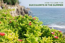 I will be happy to help! How To Care For Succulents In The Summer Succulents Box