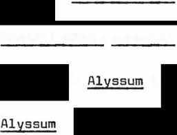 Image result for Trichopteryx elegantula