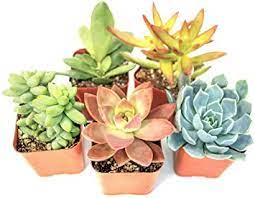 The definition of succulent plants is similar: Plants For Pets Succulent Plants 5 Pack Fully Rooted In Planter Pots With Soil Real Live Potted Succulents Unique Indoor Cactus Decor Amazon In Garden Outdoors