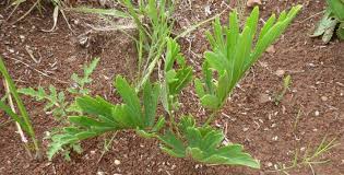 Image result for Pelargonium luridum