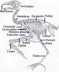 Esqueleto Del Gallo Ecured