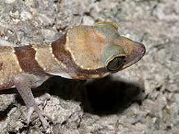 Image result for Holothrix tridactylites