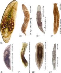 Image result for Trema sp A