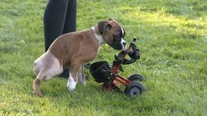 The charity was set up with the sole purpose of rescuing as many dogs as we possibly can from the devastating situations, through no fault of their own, that they find themselves in. Happy Puppy Adapts To Two Legged Life Happy Puppy Paws Rescue Puppies