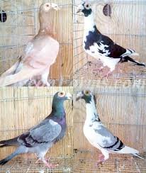 Click For English Carriers