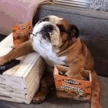 Check spelling or type a new query. Fat Dog Gifs Tenor