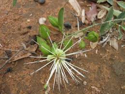 Image result for Maerua juncea