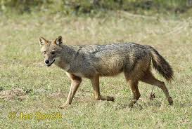 Sri Lankan Jackal Canis Aureus Naria Wild Dogs Jackal Canis