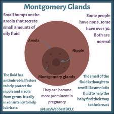 Lucy Webber Breastfeeding Ibclc Did You Know What Those Little Bumps Are On Your Areola They Can Leak Milk In Some People Too They Can Also Get Inflamed And Infected But