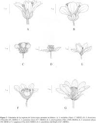 Image result for Sclerocarpus africanus