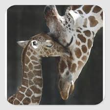 mom and baby giraffe cuddle square sticker zazzle com in 2021 baby giraffe giraffe animal photography