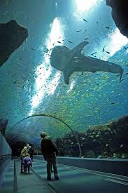 Georgia Aquarium In Atlanta Tips For Planning Your Visit Georgia Aquarium Largest Aquarium In The World I Hav Places To Travel Places To Visit Places To See