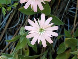 Image result for Silene kiwuensis