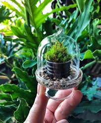 Mini Terrarium Setup In 2020 Terrarium Dish Garden Mini Terrarium