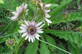 Image result for Berkheya