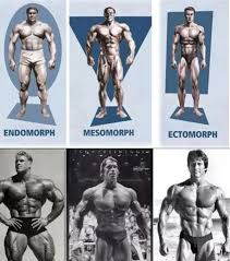 Special categories > female muscle stories. Body Types Explained Healthkart Blog