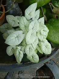 Caladiums Plant Care And Collection Of Varieties Garden Org Plant Care Plants Leafy Plants