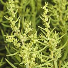 Image result for Suaeda articulata