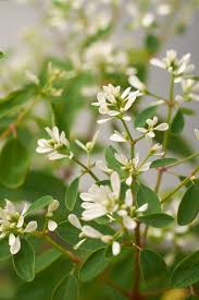 Image result for Euphorbia hypericifolia