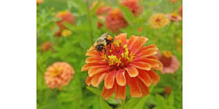 Check spelling or type a new query. Native Plants And A Pollinator Friendly Landscape Morning Ag Clips