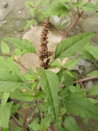 Image result for Amaranthus deflexus