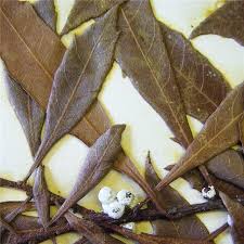 Image result for Myrica chimanimaniana