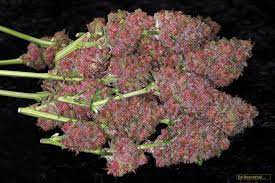 Drying And Curing Cannabis: The Art Of Enhancing Effect And Flavor — Ed  Rosenthal