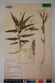 Image result for Tricliceras lobatum