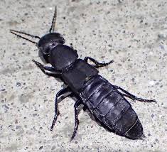 This beetle is capable of inflicting a painful bite if handled. Ocypus Olens Ocypus Olens Bugguide Net