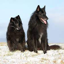 Maybe you would like to learn more about one of these? Belgian Sheepdog Dog Breed Information Pictures Characteristics Facts Dogtime