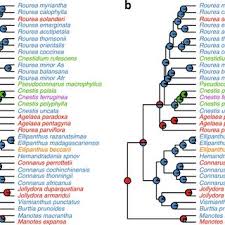 Image result for Burttia prunoides