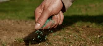 Remember to choose the right grass seed for your local climate, plant in early spring or early fall when temperatures don't fall below 55 degrees fahrenheit, and prepare your lawn. How To Overseed A Lawn In The Uk
