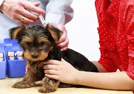 Buy the best vaccines for your dog and puppy at allivet.com. Low Cost Pet Vaccinations Saving Money On Your Dog S Shots