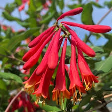 Image result for Lonicera confusa