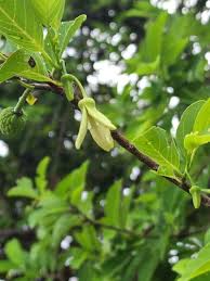 Image result for Annona squamosa