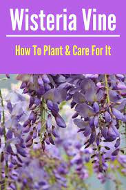 Wisteria How To Grow This Deliciously Fragrant And Gorgeous Flowering Vine Natalie Linda Garden Vines Flower Garden Care Beautiful Flowers Garden