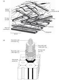 Check spelling or type a new query. Structure And Organization Of Plant Cell Walls A Simplified Download Scientific Diagram