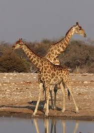 Marillys Mace L Eau Et Les Animaux De La Savane Both of these projects came from other. l eau et les animaux de la savane