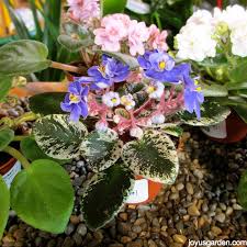 They are often found during the holidays. Learning About African Violets