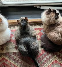 ‪How Many Cats Is Too Many? Tips for Happy Multi-Cat Homes - PureWow‬‏