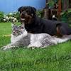 A maine coon cats weight is dependent upon their gender, genetics, and whether they are a purebred maine coon, or failure to feed a maine coon kitten the correct diet may result in a kitten that is smaller in weight and size. Https Encrypted Tbn0 Gstatic Com Images Q Tbn And9gctfp1 Bbrqa2yxkhzbofgakk0km8as2ubn4qtowtfbtqpuzb2 I Usqp Cau