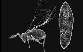 Insectos cada vez más pequeños: el fenómeno de la miniaturización | All you  need is Biology