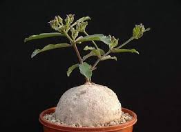 Image result for Raphionacme