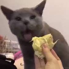 When Your Pet Smells Durian Video Cute Funny Animals Funny Animal Videos Cats Smelling