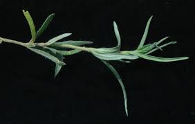 Image result for Blepharis dunensis