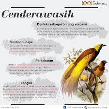 Burung Cenderawasih Bulu Burung Hijau