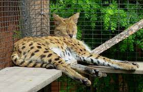 Looking for exotic animals for sale in saint paul for sale in ? 10 Exotic Pets That Are Legal In Indiana Pethelpful