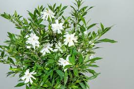 Blooming in early summer and sporadically during the rest of the summer, this. Shop Frostproof Gardenia For Sale Buy Shrubs Online Perfect Plants
