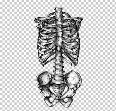 Then, double the shape back upon itself using a series of u shaped lines. Rib Cage Human Skeleton Human Skull Symbolism Tattoo Png Clipart Abziehtattoo Anatomy Black And White Bone